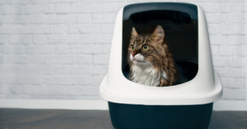 cat sitting in litter box