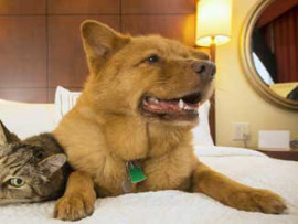 Pet-friendly Hotel
