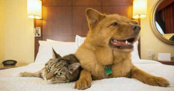 Top Pet-Friendly Hotels