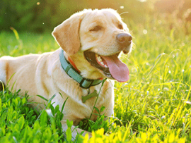 Labrador laying in the grass on a sunny day