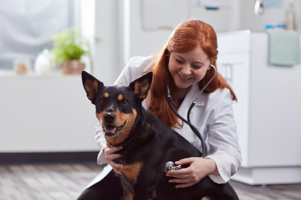 Bordetella shot for sales dogs cost