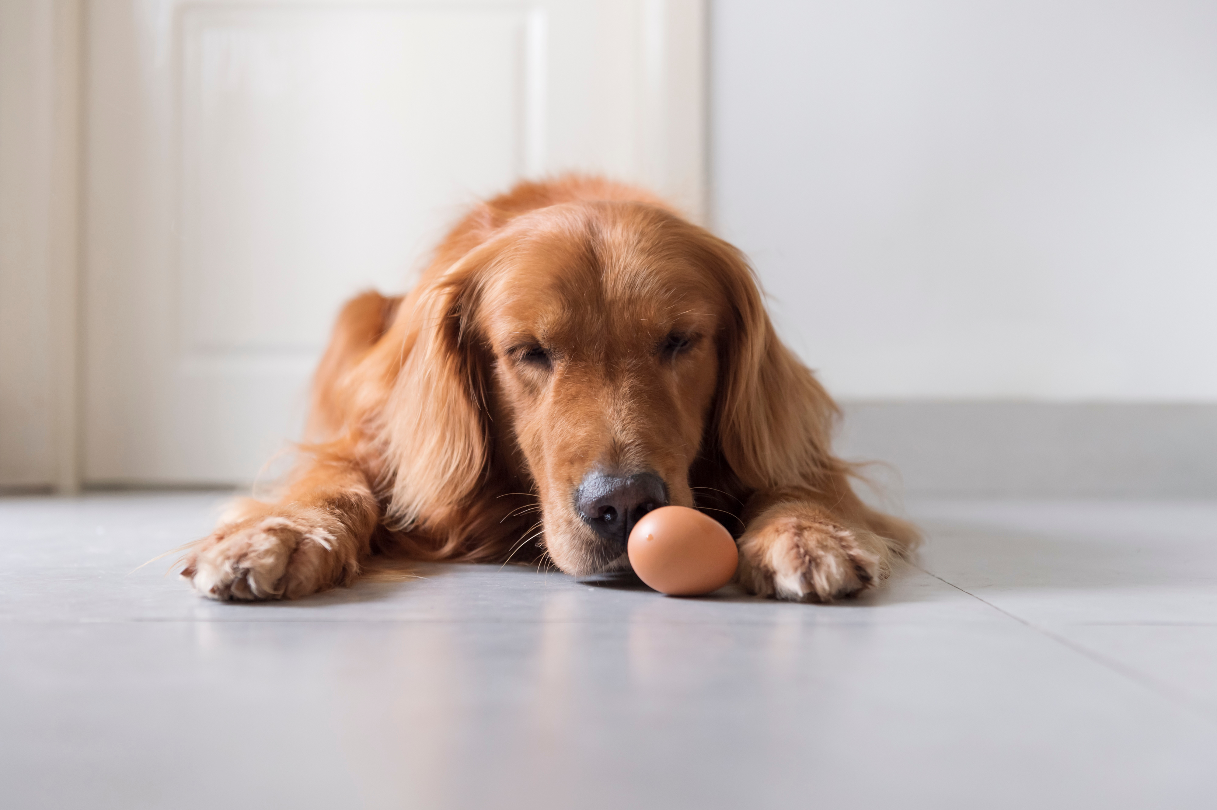 A sleepy golden retriever lies on the kitchen floor with its nose resting against a single brown egg, the picture of a dog curious about what's on the menu. 