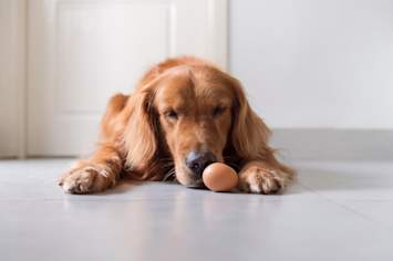 A sleepy golden retriever lies on the kitchen floor with its nose resting against a single brown egg, the picture of a dog curious about what's on the menu. 