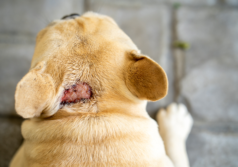This image shows a classic example of hot spots on dogs, specifically affecting a French Bulldog's neck area during warmer months. A dog hot spot, also known as acute moist dermatitis, appears as a red, inflamed, and often moist patch of irritated skin that can develop rapidly and cause significant discomfort.