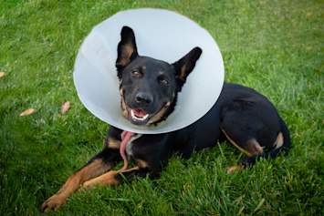 A black and tan German Shepherd mix lies in the grass wearing a plastic recovery cone, recovering after a procedure — illustrating post-procedure care following Zeuterin or traditional neutering in dogs