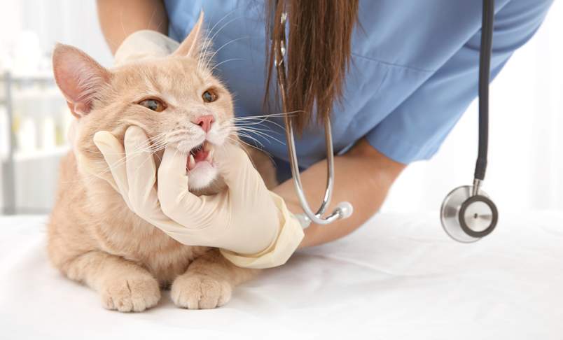 A veterinarian in blue scrubs and latex gloves carefully examines the mouth of an orange tabby cat on a clinic exam table, stethoscope visible in the foreground. This clinical image is a natural fit for articles about feline tooth resorption, cat tooth decay, black spots on cat teeth, and black spots on cat gums.