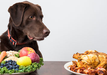 A chocolate Labrador contemplates two dinner options at a table - a roasted chicken and a bowl of fresh produce containing foods that dogs cannot eat safely, like grapes and certain fruits.