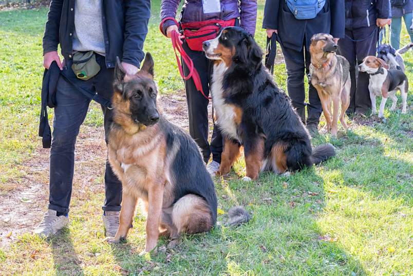 A German shepherd and a Bernese mountain dog sit calmly at their handlers' sides during a group obedience class, with more dogs and owners lined up behind them on the grass. 