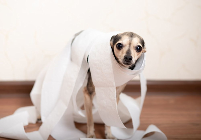 A small dog wrapped in a roll of toilet paper, standing on a wooden floor with a worried expression, humorously illustrating the topic of dog diarrhea