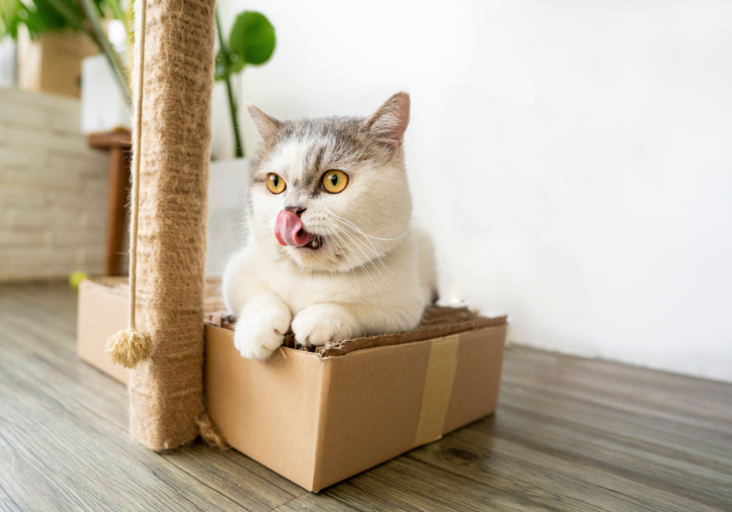 A cute boy cat sitting in a box with his own scratch tree. What could be this cute boy cat's name?