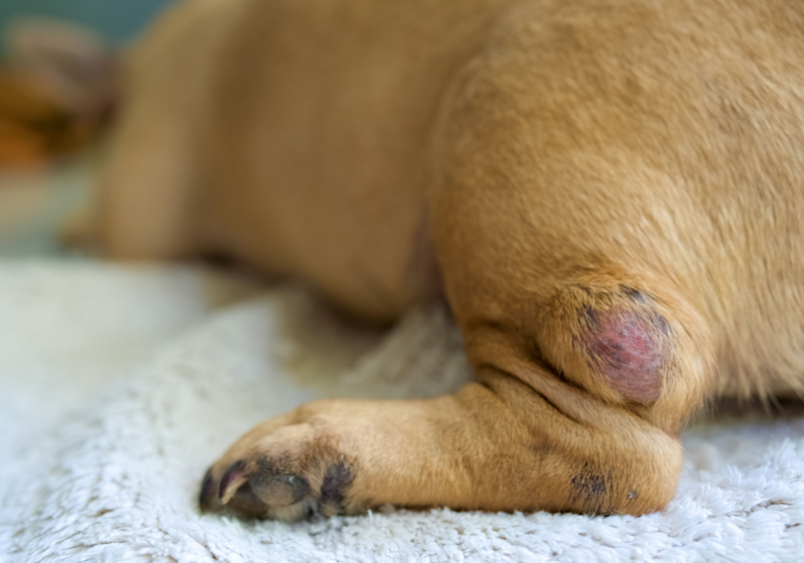 A close-up of a tan dog resting on a soft blanket, showing a raised pink lump on its lower leg near the paw.