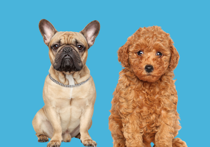 A cute French Bulldog and an adorable Poodle together makes a french bulldog poodle mix.