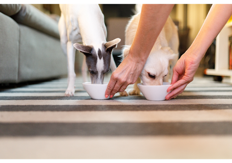 Two dogs eat from separate bowls under their owner's supervision, demonstrating a controlled feeding approach that's essential when changing dog food. 