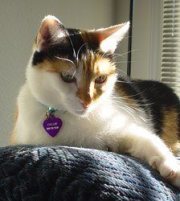 Callie-Mixed-Breed-Cat