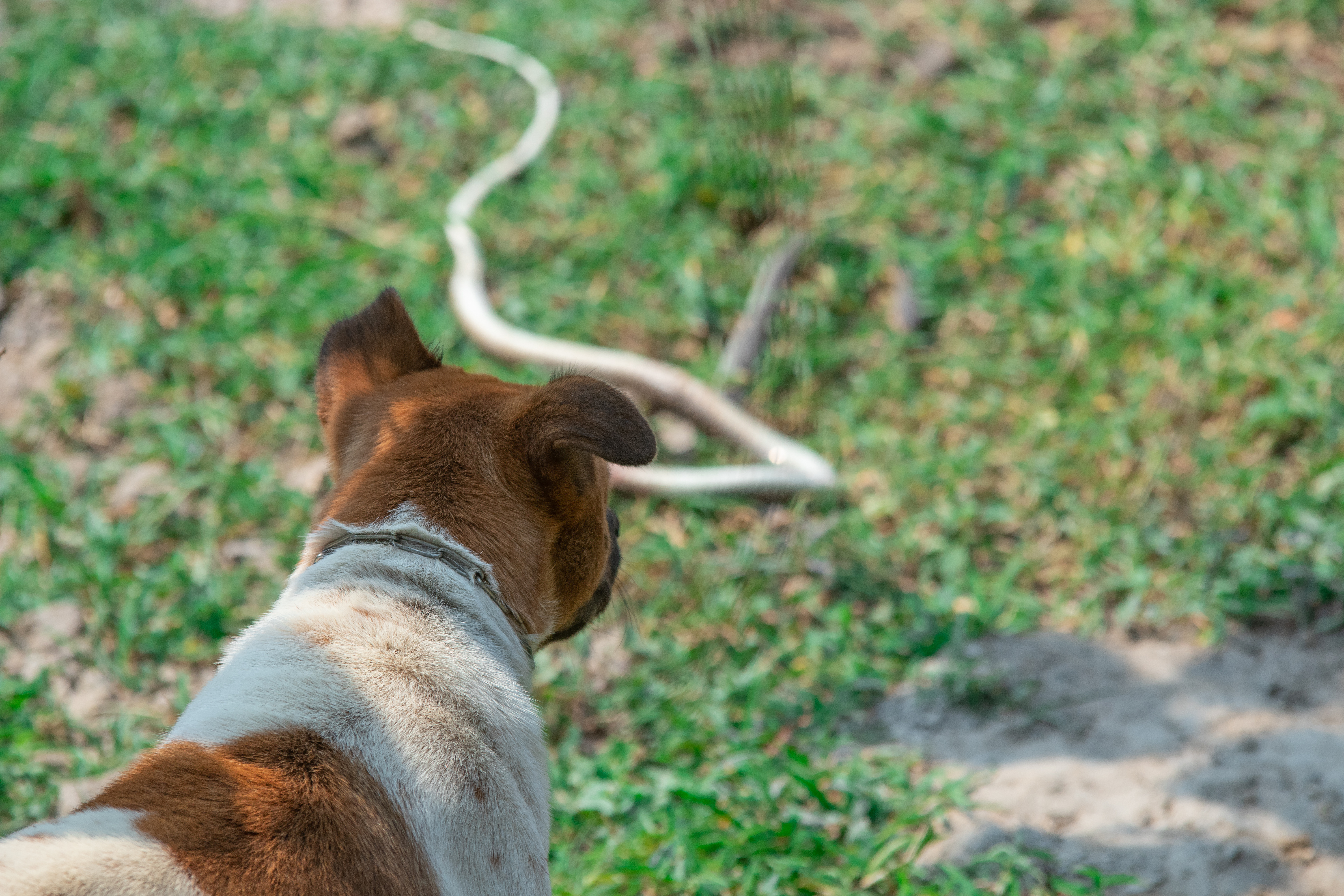  brown and white dog stares down a snake slithering through the grass — a scenario that plays out far too often for pet parents in rattlesnake-prone regions. Encounters like this highlight why many veterinarians recommend the rattlesnake vaccine for dogs, especially for those who spend time outdoors hiking, camping, or exploring rural areas. 