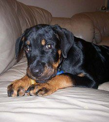 what is a good hip score for rottweilers