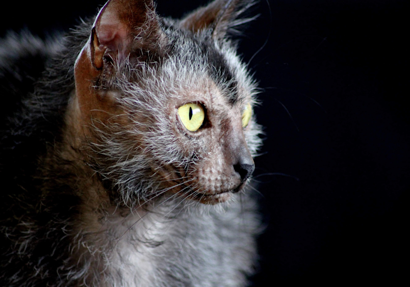 A dramatic profile shot of a Lykoi werewolf cat against a dark background, its luminous yellow eye and distinctive patchy gray fur catching the light while its partially hairless face creates that unmistakable, eerily beautiful appearance that defines this rare breed.