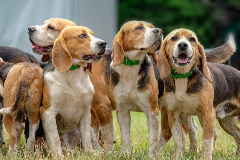A group of beagles wearing matching green collars stand together on grass, representing dogs that often end up in shelters. When considering what is the least adopted dog, many people are surprised to learn that hound breeds like beagles frequently face longer shelter stays despite their friendly temperaments. 