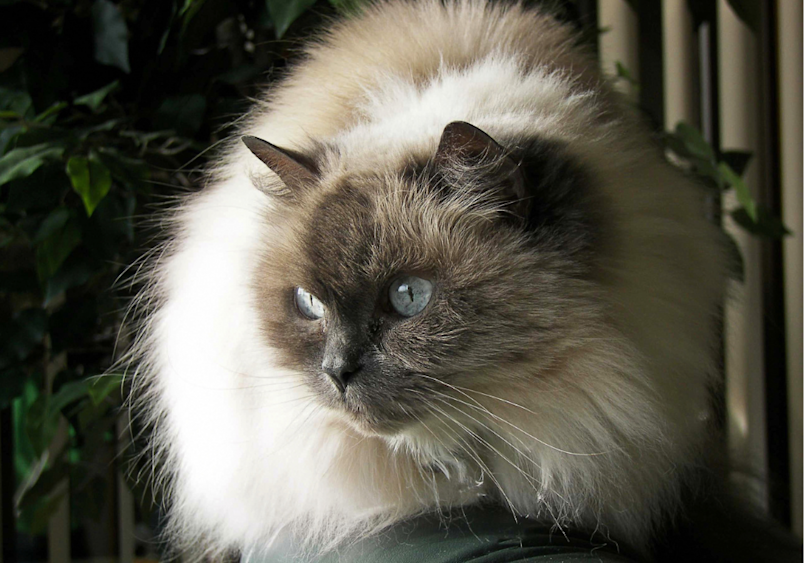 A Himalayan cat showing off its luxurious cream and seal-point coat, with those striking blue eyes that come from its Persian and Siamese heritage.