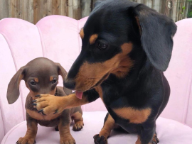 A puppy and a parent who's going to put them on a puppy schedule