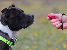 using-a-clicker-to-train-a-pit-bull