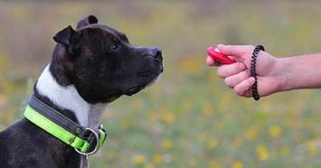 using-a-clicker-to-train-a-pit-bull