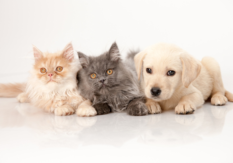 Two Persian cats - one cream-colored and one gray - lounge adorably with their Golden Retriever puppy friend, showing how these regal felines can harmoniously share their space with other pets such as a dog.