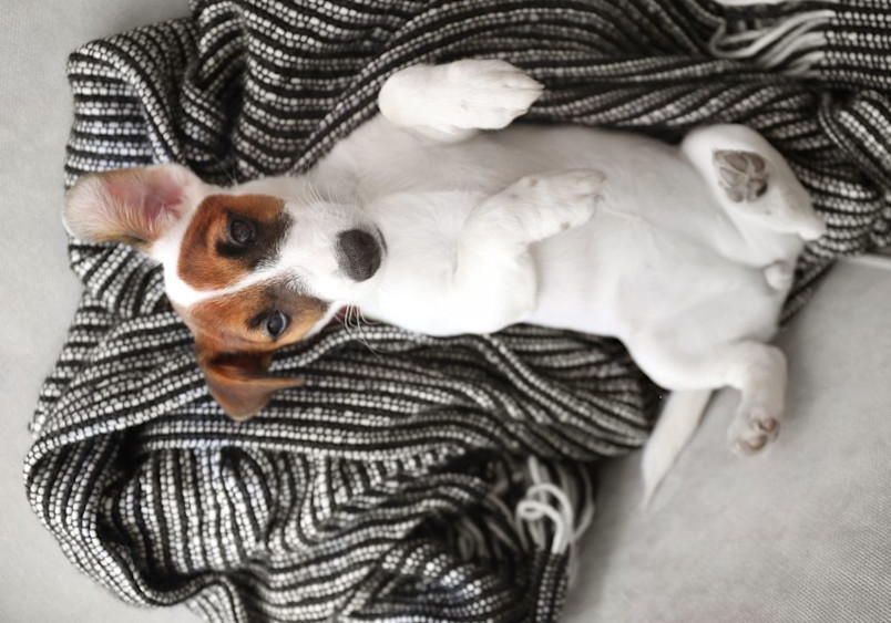 A young Jack Russell Terrier with classic white coat and brown face patches lies stretched out on a striped blanket, showcasing the breed's signature compact body structure and endearing facial features in an intimate indoor portrait.