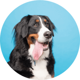 Bernese Mountain Dog with its tongue hanging out