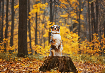 
ChatGPT
This charming dog is looking all regal as it stands proudly on a felled tree, embodying autumn readiness while its owner ensures its safety during the fall season.