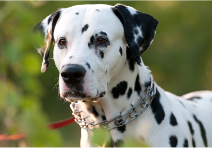 This beautiful Dalmatian displays healthy, natural black spots on white fur - completely different from hot spots on dogs which appear as red, inflamed skin lesions.