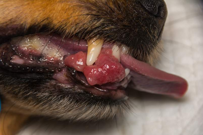 A close-up of a dog's open mouth showing a pink, lobed growth on the gum near a canine tooth. It's a clinical, illustrative image, helping owners recognize what these gum growths and other oral tumors in dogs can look like, and why any mass in the mouth should be checked by a vet.