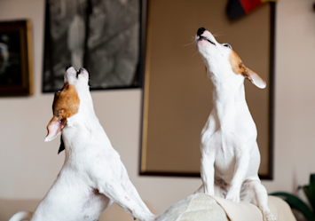 Two white and brown dogs sitting on furniture and whining with their heads tilted upward - a common behavior when dogs seek attention or feel anxious, which leads pet owners to ask "Why do dogs whine?"