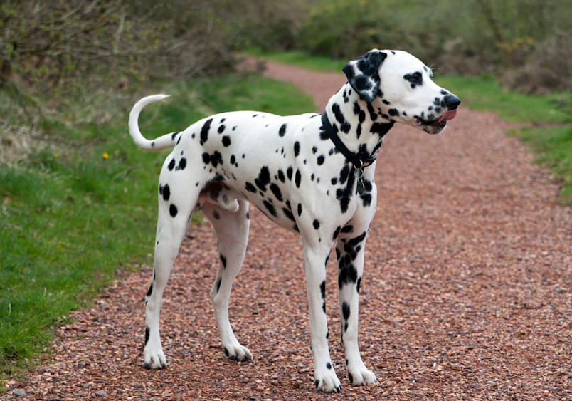 A mature Dalmatian stands attentively on a reddish-brown gravel path surrounded by green foliage, displaying the breed's muscular build, elegant stance, and classic black-spotted white coat pattern.