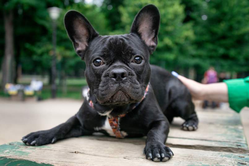 Black frenchie laying down 