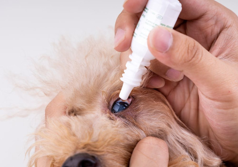 Close-up photograph of hands carefully administering white eye drops to a cream-colored dog's cloudy eye, with one hand gently holding the dog's fur while the other precisely positions a white eye drop bottle above the affected eye.