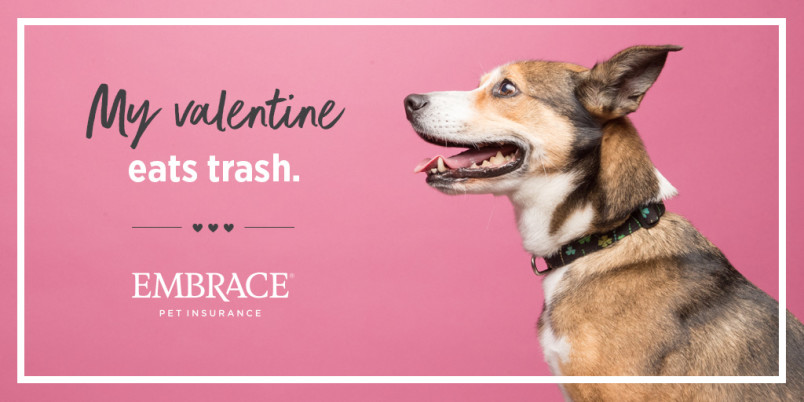 Meme that says "my valentine eats trash" with a photo of a shepherd mixed breed dog to the right of the text.