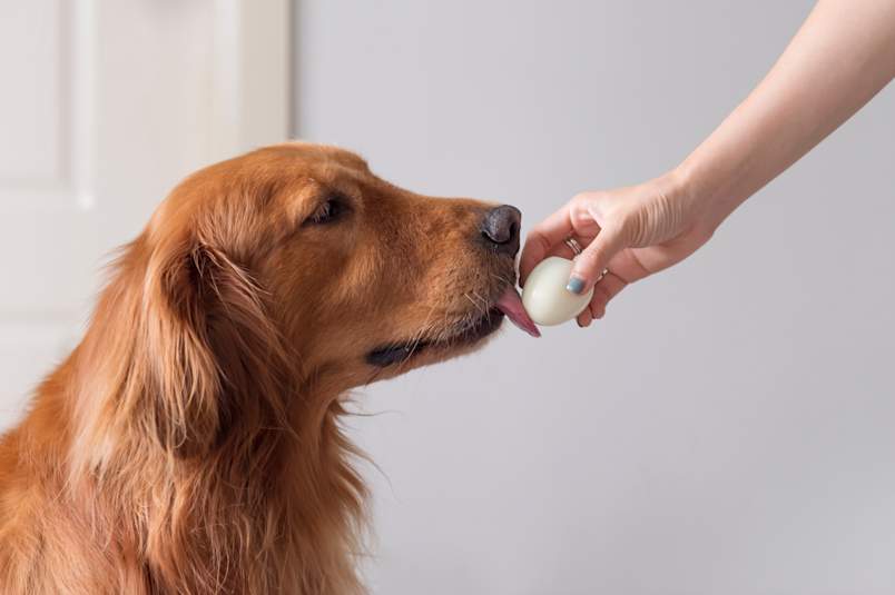 A golden retriever in profile leans in to lick a peeled hard-boiled egg offered from someone's hand, tongue out and clearly interested.