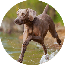 Weimaraner dog breed