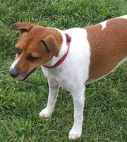 Shayna-Jack-Russell-Terrier