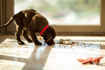 A new puppy eating food his parents got from his new puppy checklist