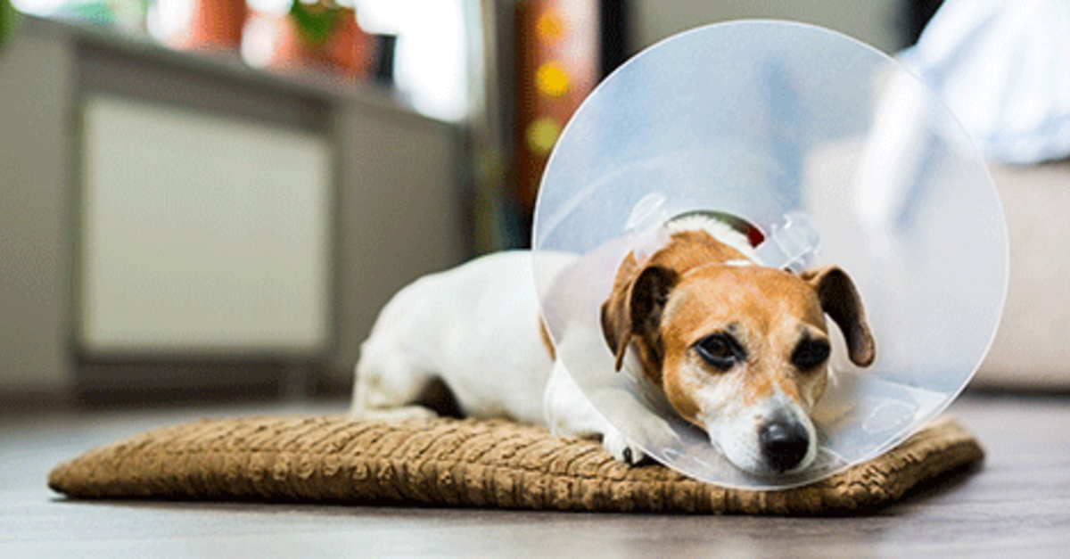 Canine Lumps And Bumps: Superficial Tumors On Dogs