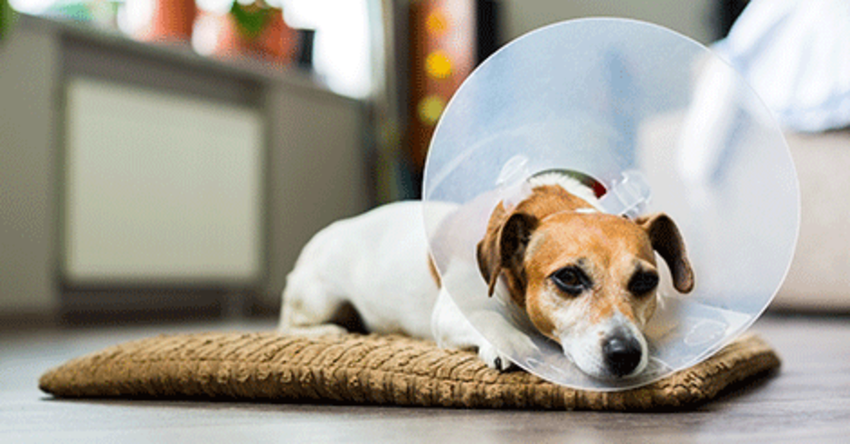 Canine Lumps and Bumps Superficial Tumors on Dogs
