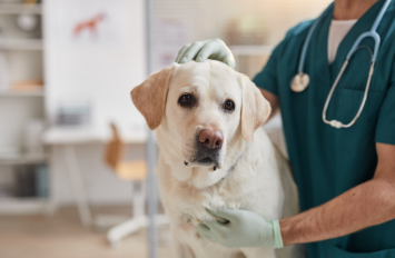 A dog making use of its pet insurance by having a regular check-up to help diagnose if the growing lump is a tumor vs. cyst and to identify if it is a false cyst.