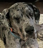 Tundra - Great Dane Mix