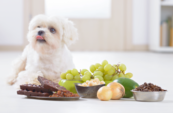 This cute dog looks like he just finished eating chocolate but is acting fine. One might wonder, what could possibly be the signs of chocolate poisoning in dogs, and what happens if a dog eats chocolate. 