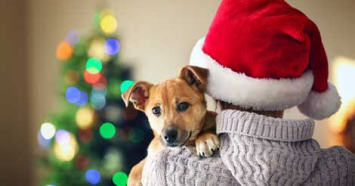 pet proofing holiday decorations