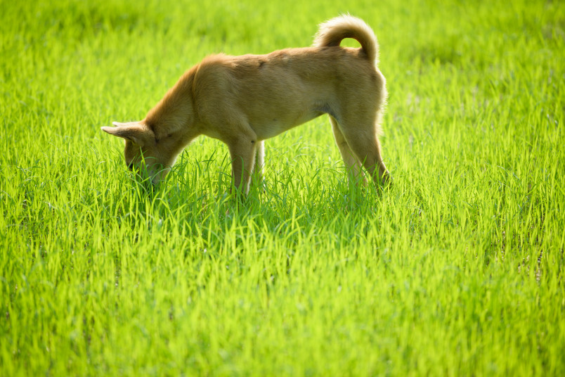 Dog Eating Poop in Grass