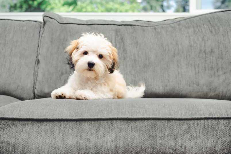 Havanese Laying on Couch