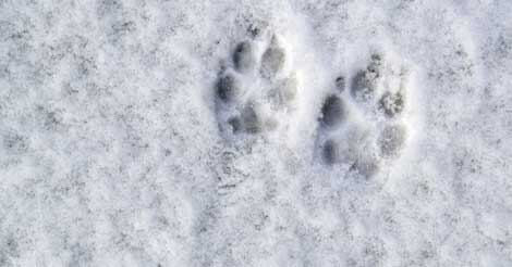 how do i protect my dogs paws in extreme cold